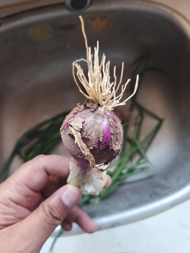 My first onion. – Reddit Post