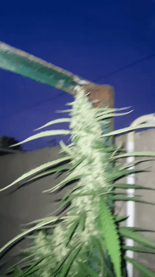 First grow and chopping before Thursday. 🪓🪓 – Reddit Post