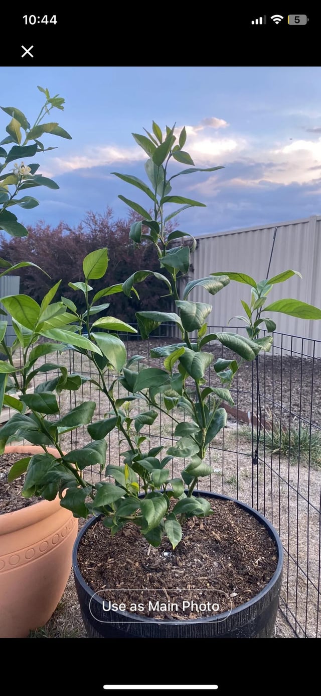 What is your best solution to curling leaves?