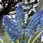 If anything is more beautiful than true blue muscari I don’t know what. It looks and smells magical to me… – Reddit Post