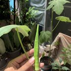 My first okra ever. Grew from seed. – Reddit Post