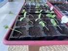 Melon seedlings. Should I put them in a sunnier spot? – Reddit Post