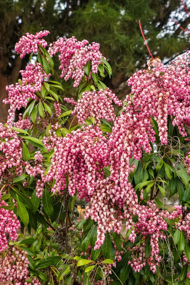 From the botanical garden – Reddit Post