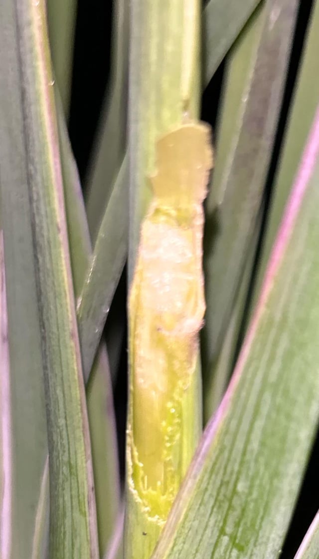 Kangaroo paw pests
