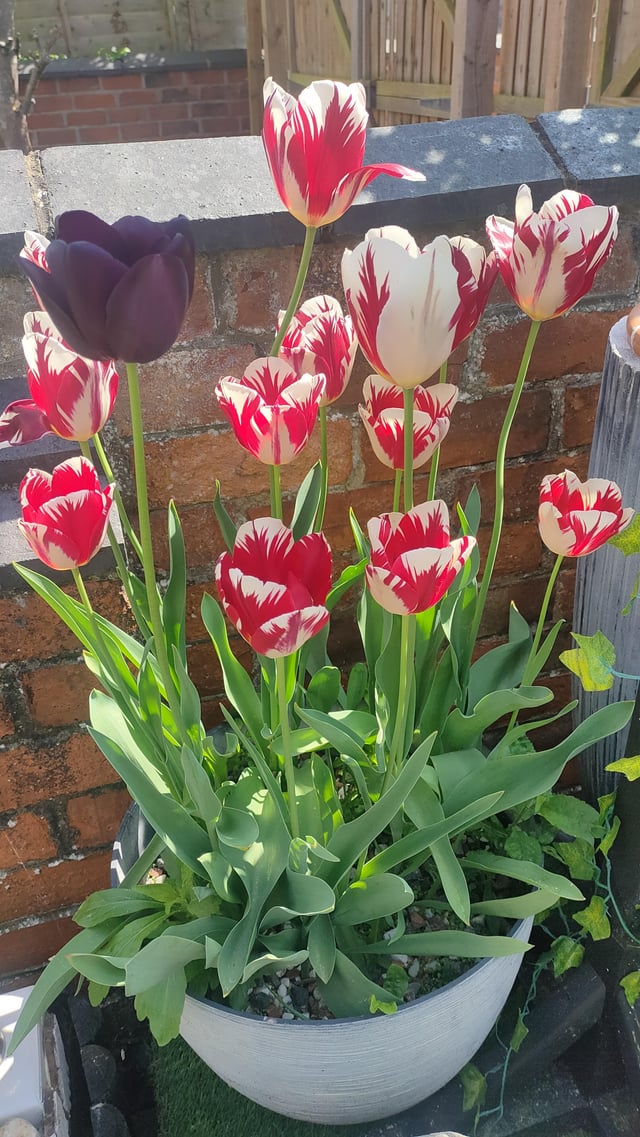 Potted tulips still going well for the third year in a row – Reddit Post