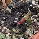 Unknown plant growing in my pot.