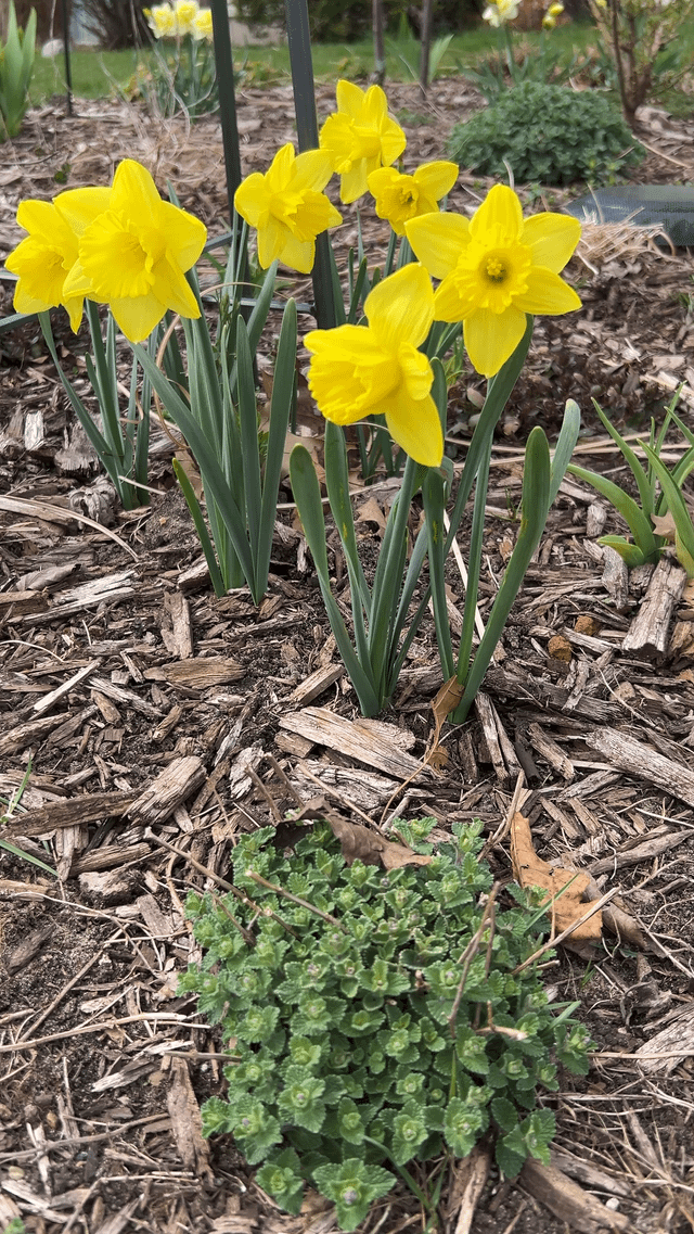 People are posting pics of their gardens in full swing – Reddit Post