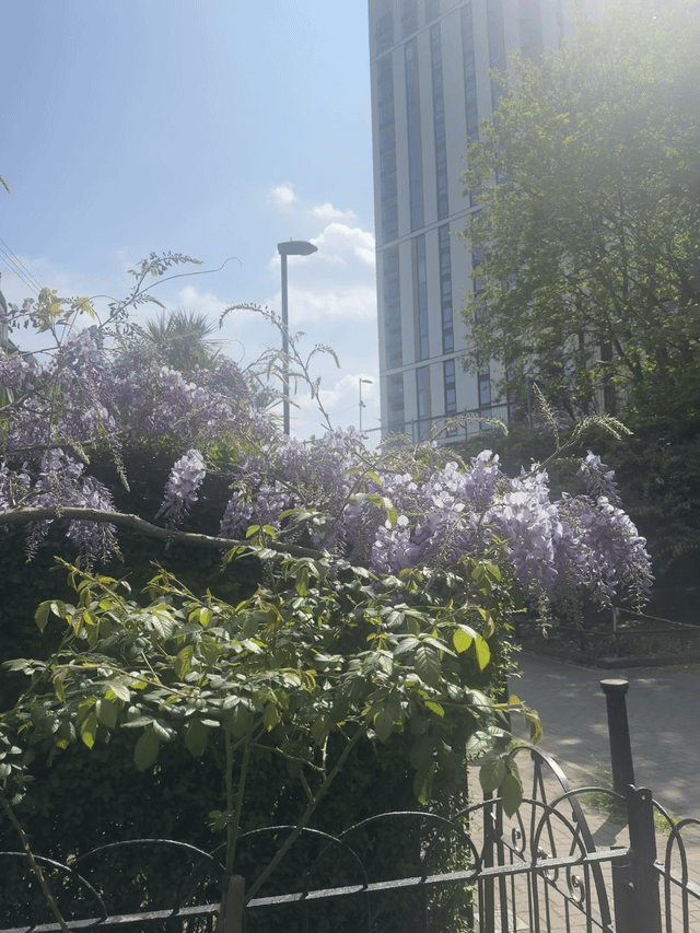 Wisteria bloom