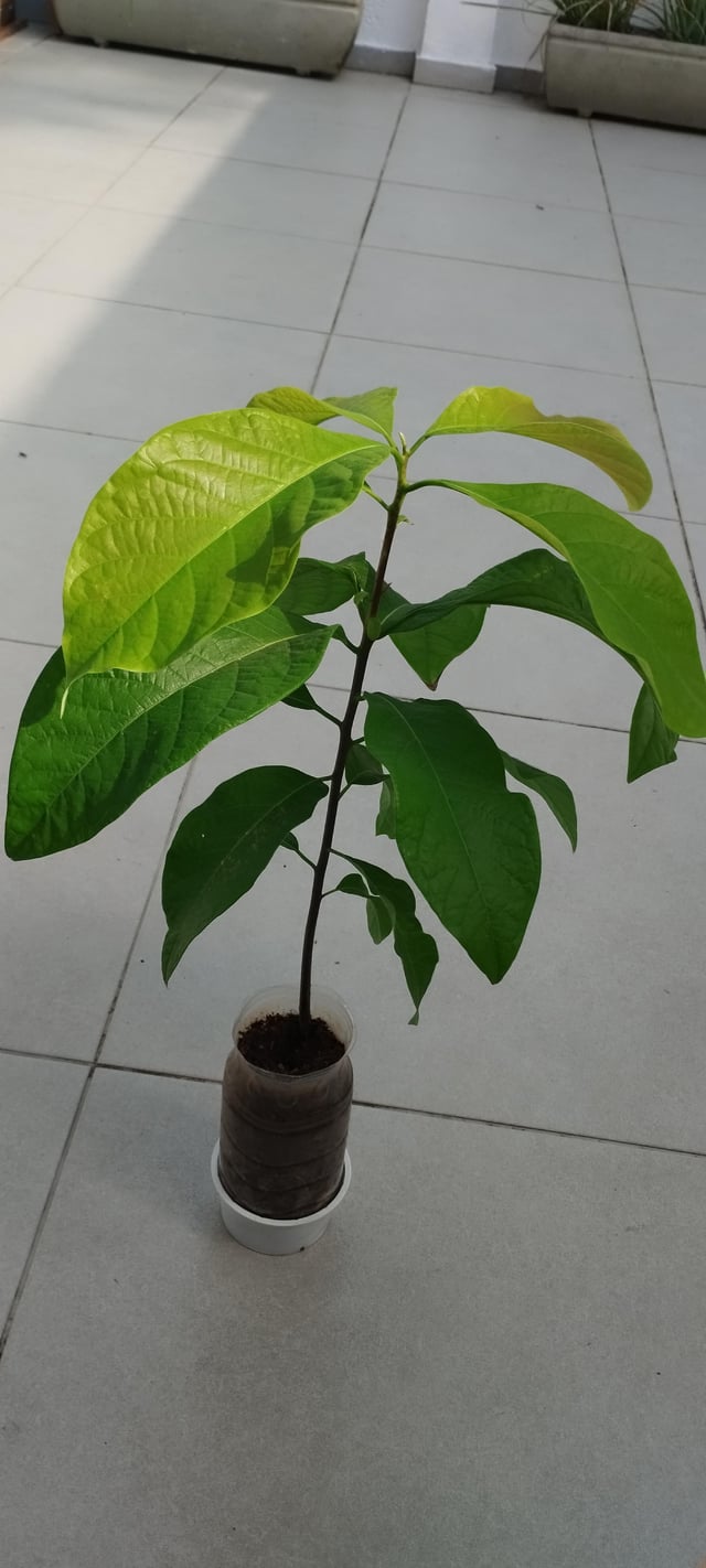 Avocado Seedling – Reddit Post