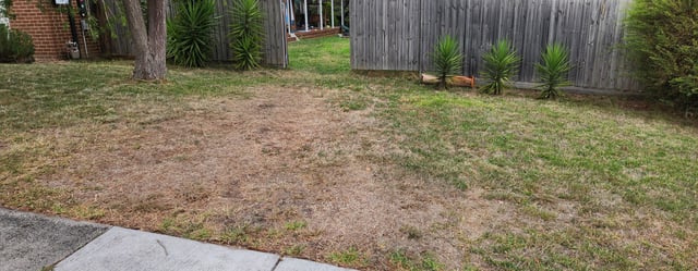 What’s wrong with my lawn