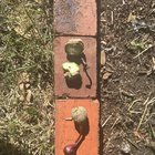 Any ideas what these weird bulbs are?