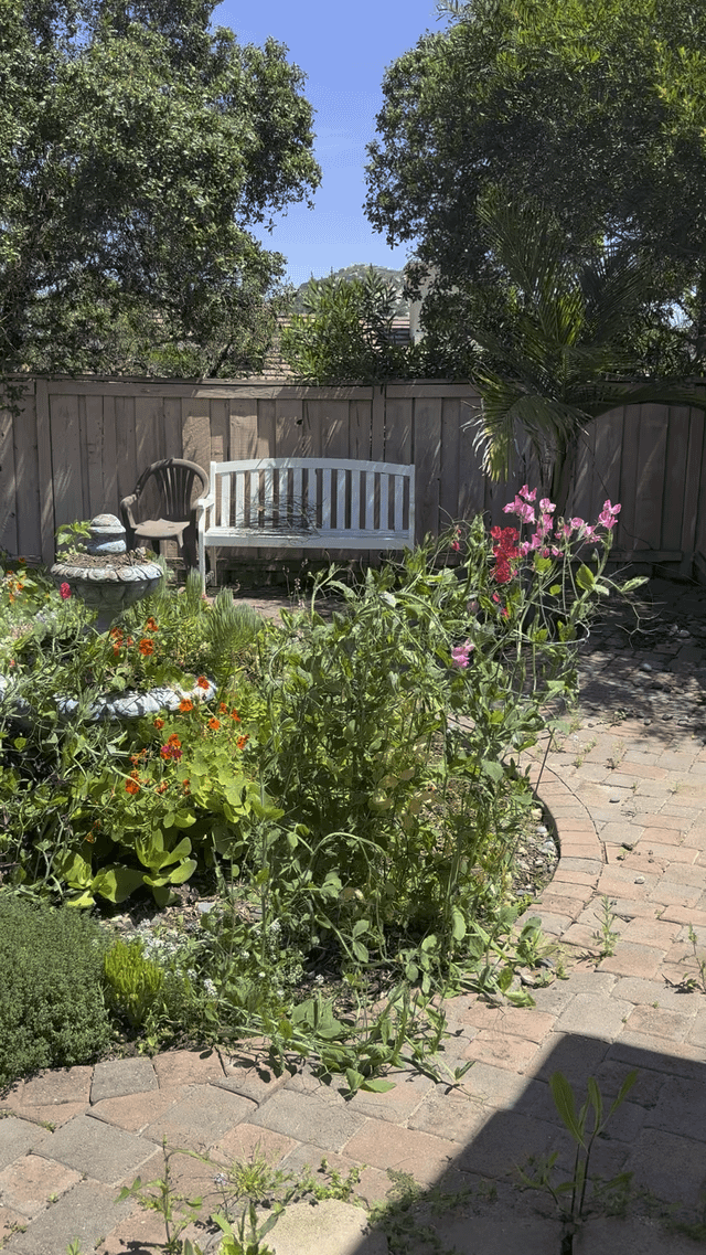 I went on vacation and my garden bloomed. I’m in zone 10a…where do I start pruning. It’s beautiful but I’m sure there are tons of flowers to come. Please don’t blast me too hard, I’m a new gardener and I let it get too wild – Reddit Post