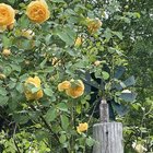 My wife wanted to share her Graham Thomas rose. – Reddit Post