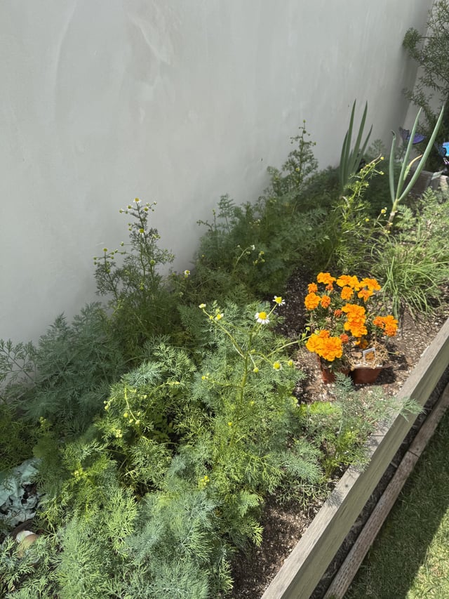 When you think dill is growing all over and it turns out to be Roman Chamomile – Reddit Post