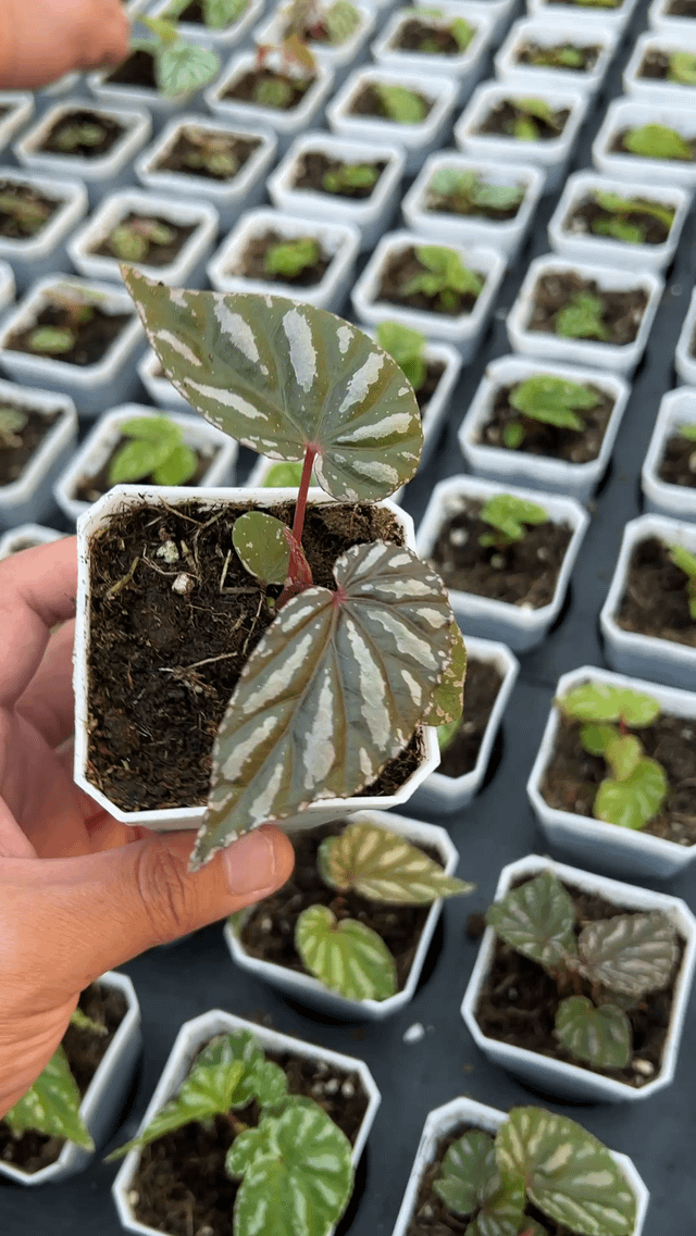 [NEW CULTIVAR] Just launched this begonia and we’re obsessed. – Reddit Post