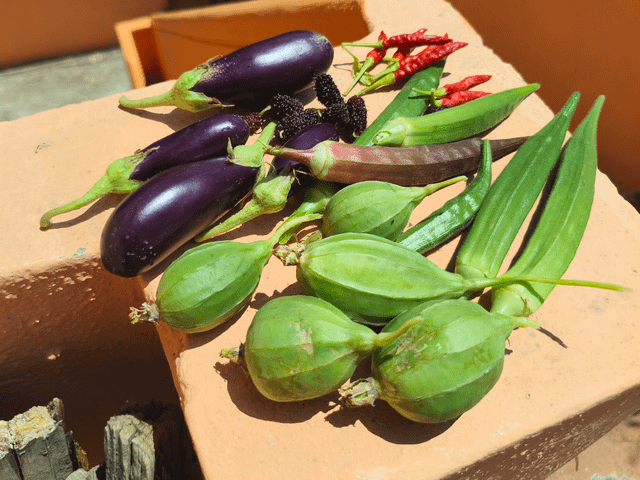 Harvested some veggies and some mulberries!! Eggplants,okras, mulberries,ridge gourd and some bird’s eye chillies