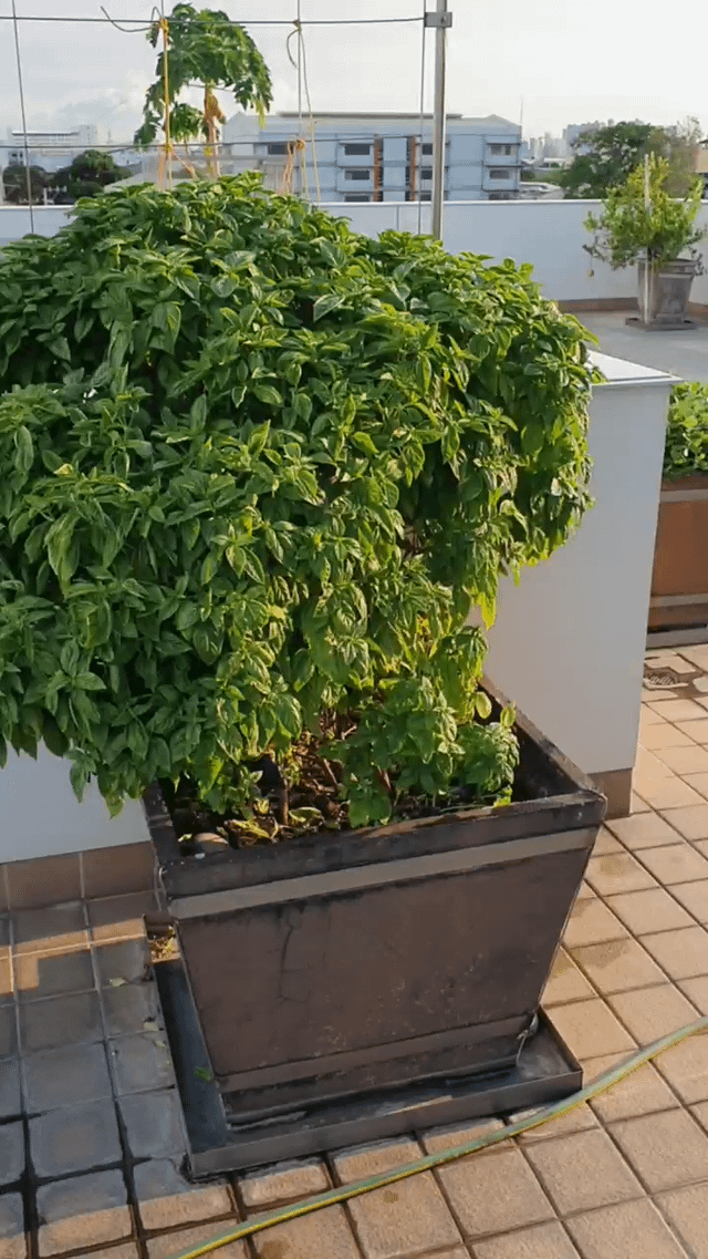 Quick walkthrough of my rooftop garden! – Reddit Post