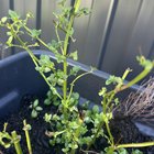 Critters eating my herbs