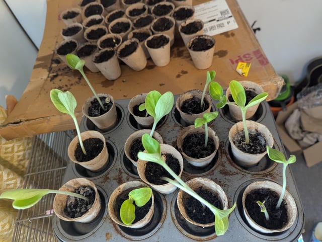 Courgette help!!