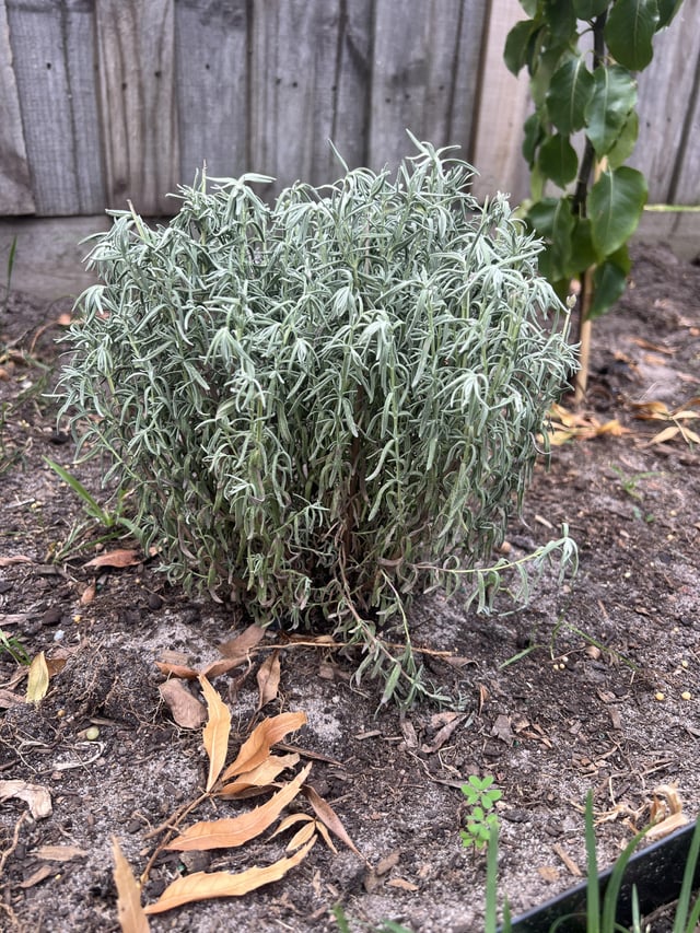 Lavender help