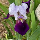 Are we still doing irises? If so, here are mine so far – Reddit Post