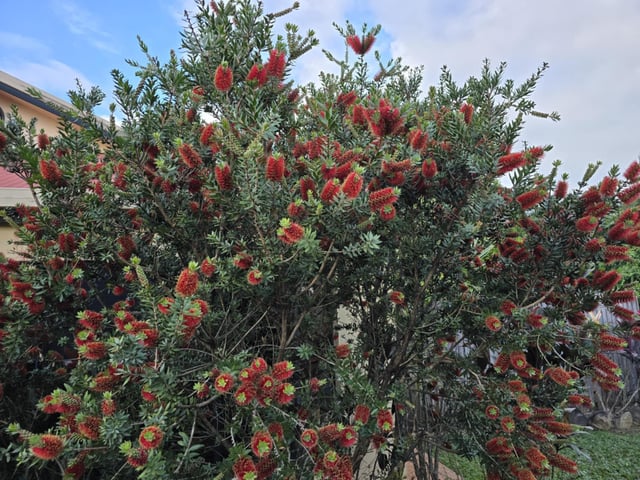 Every nursery has a different opinion on what kind of bottlebrush this is. Any ideas?