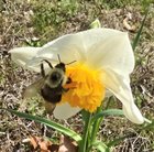 Daffodils are a poppin’!! Now to plan the vegetable garden! – Reddit Post