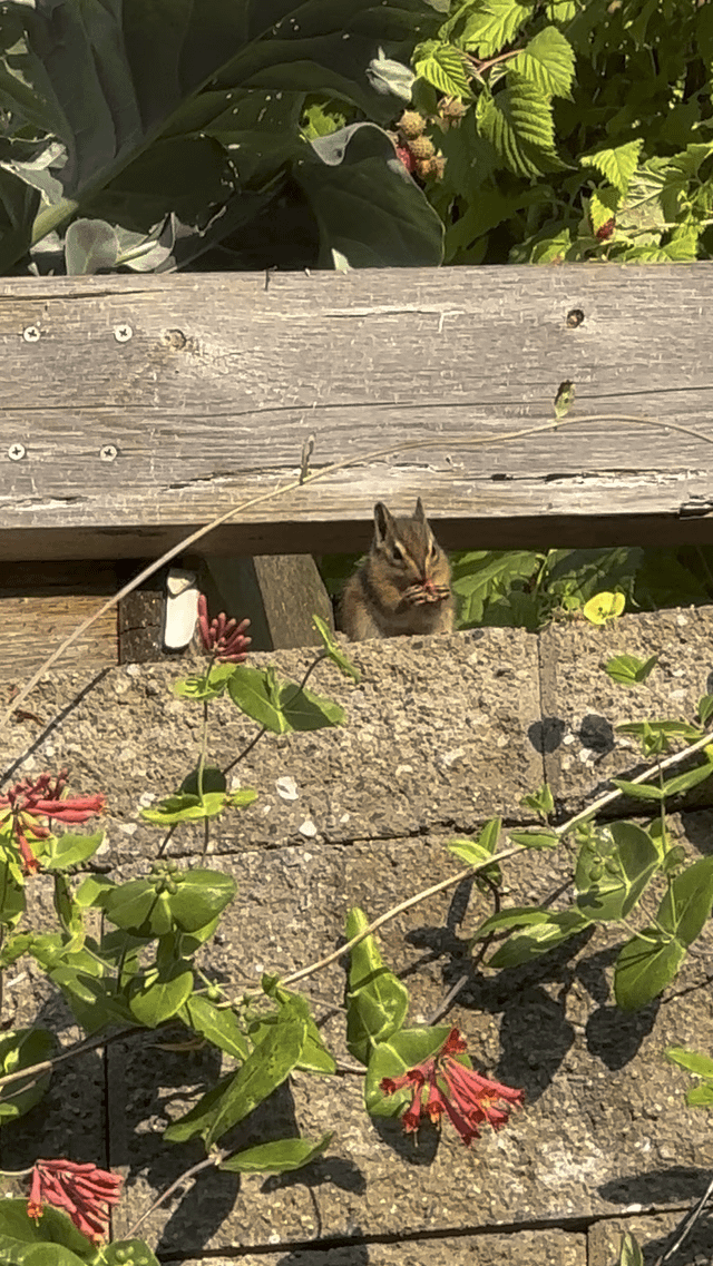 Last year’s raspberries were disappearing and I found out why – Reddit Post