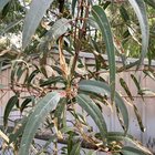 Illyarrie “Eucalyptus erythrocorys”