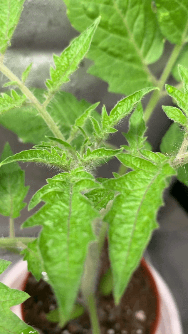 Tomatoes growing like weeds