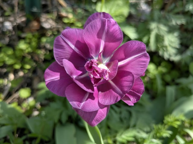 A stunning tulip that finally bloomed. – Reddit Post