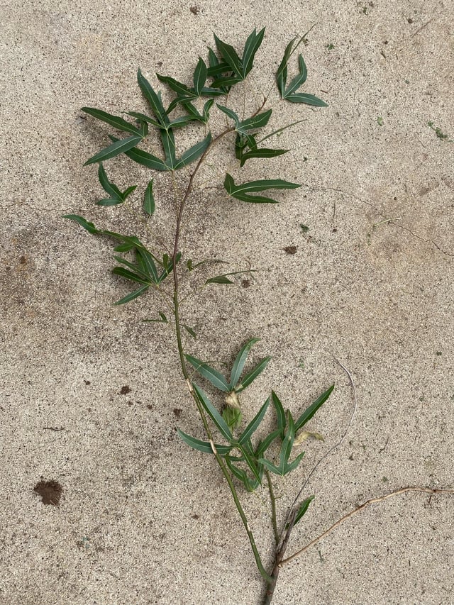 ID help please (in northern VIC).