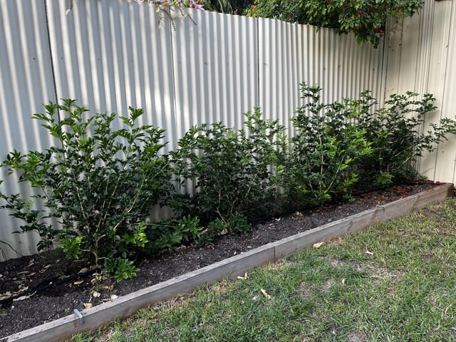 Advice on newly planted Murraya’s