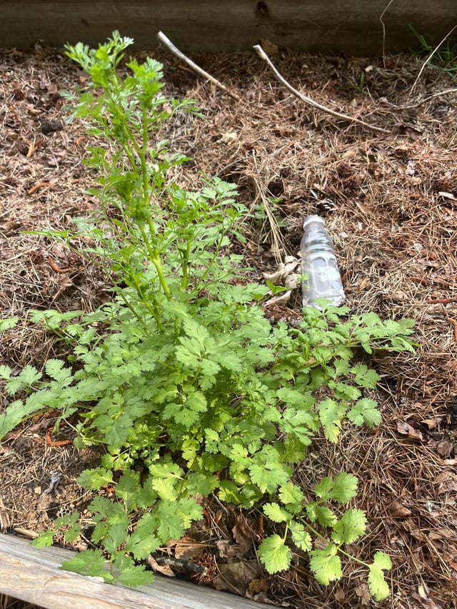 Tips for maximizing my experience with a volunteer cilantro? – Reddit Post