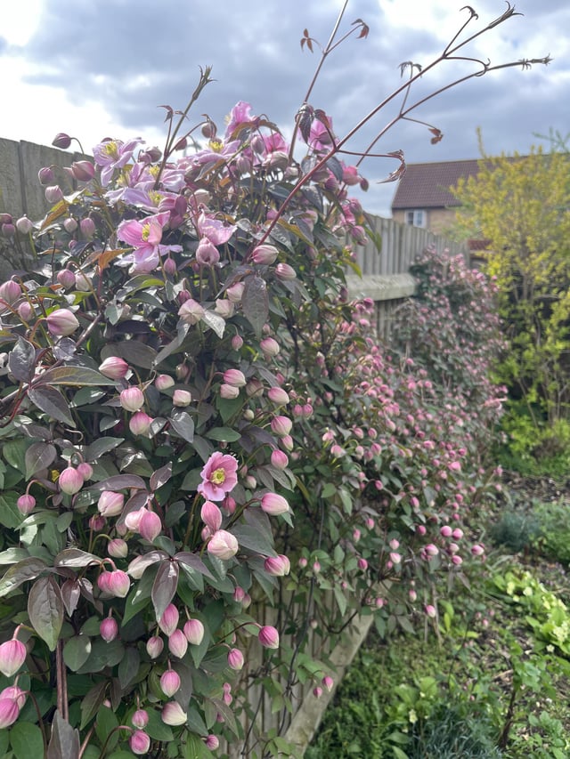 Type 1 or 2 clematis?