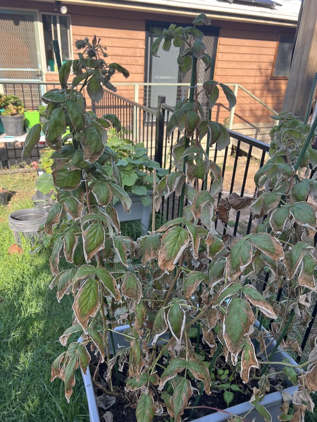 Can someone help with my raspberry bushes please