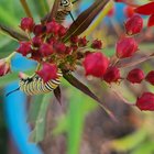 Somethings eating my milkweed. What’s the best way to get rid of these little guys?! – Reddit Post
