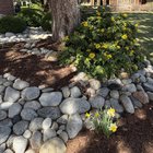 Oregon Grape Holly is blooming after two years of nothing – Reddit Post