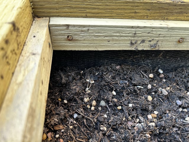 Mushrooms growing in new raised bed.