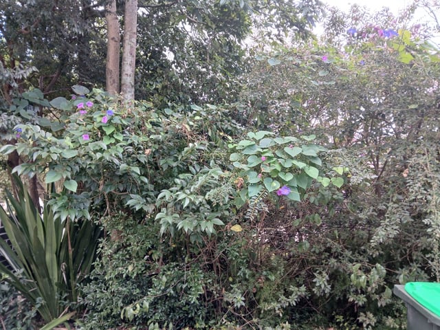 How can I control this purple flower menace?