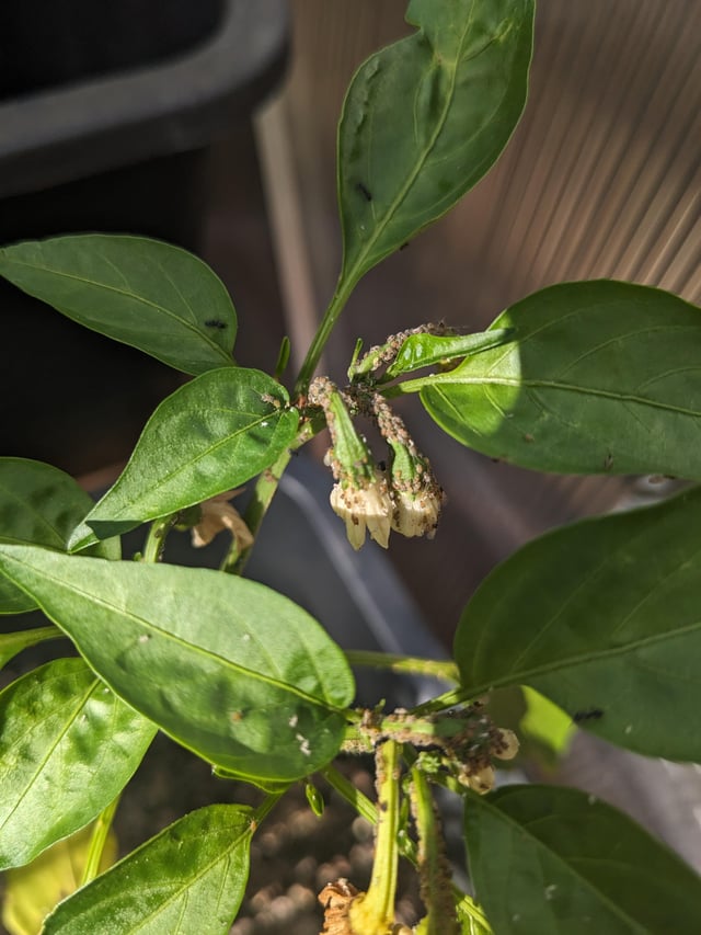 Bugs on jalapeno plants