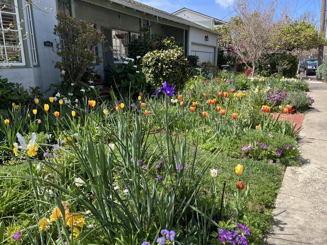 Gorgeous tulip-filled front garden on my walk today! – Reddit Post