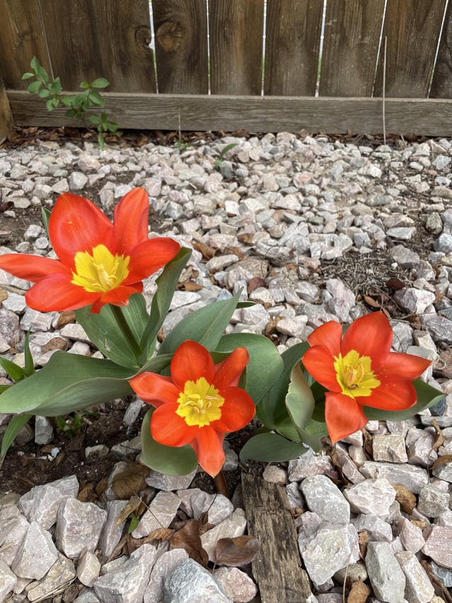 Some tulips that are blooming in my garden – Reddit Post