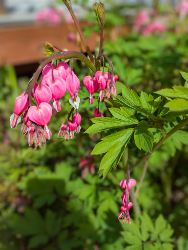 Aren’t bleeding hearts great !!! One of our plants this year. – Reddit Post