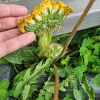 Mutant, fasciated dandelion in my garden