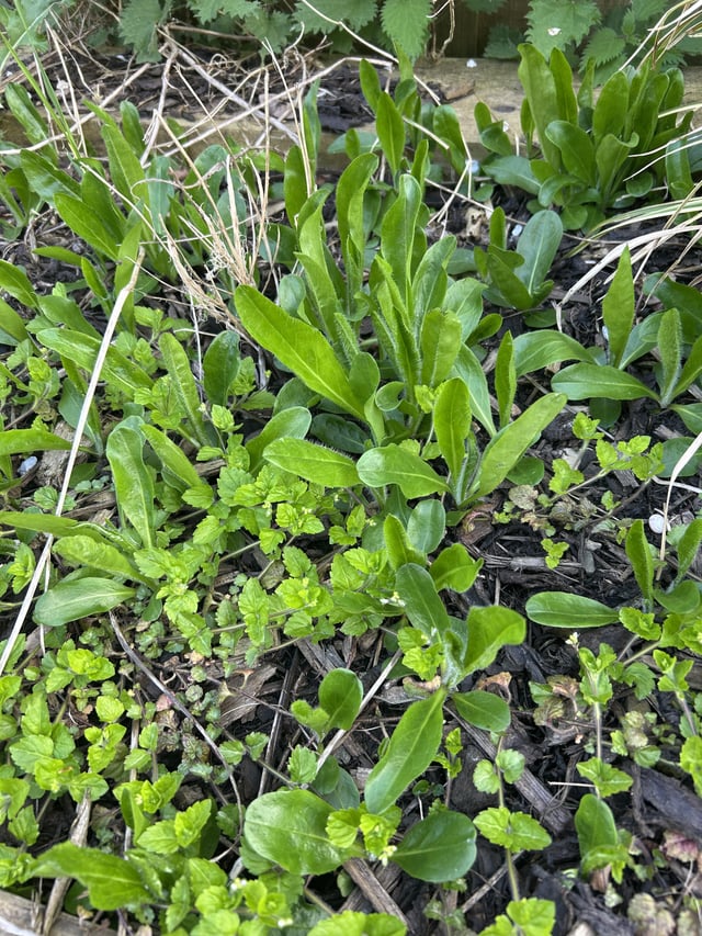 What are all these that have popped up in my raised beds?