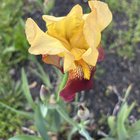 Flowers popped up behind my mailbox… would love to give them a better home!!! – Reddit Post