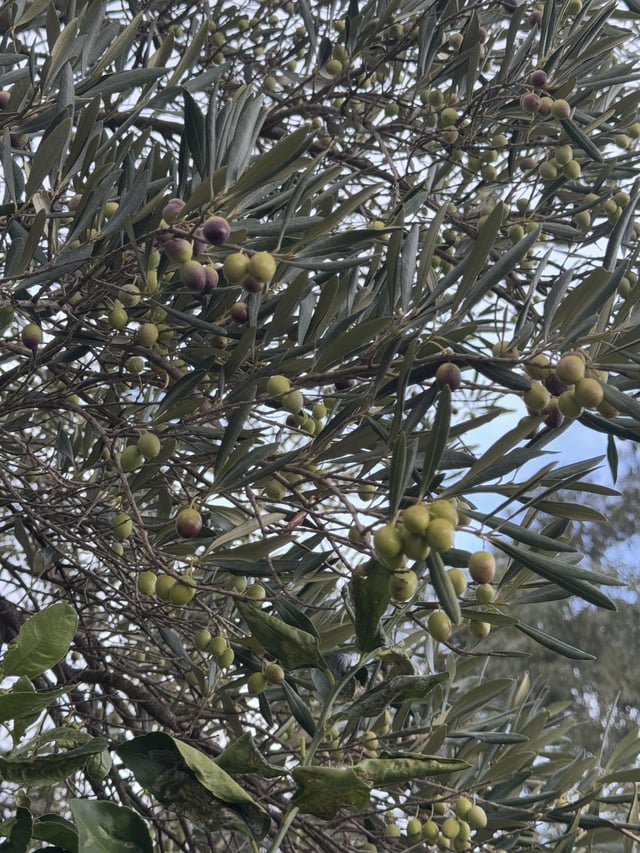 What sort of olives are these and can they be used to cook?