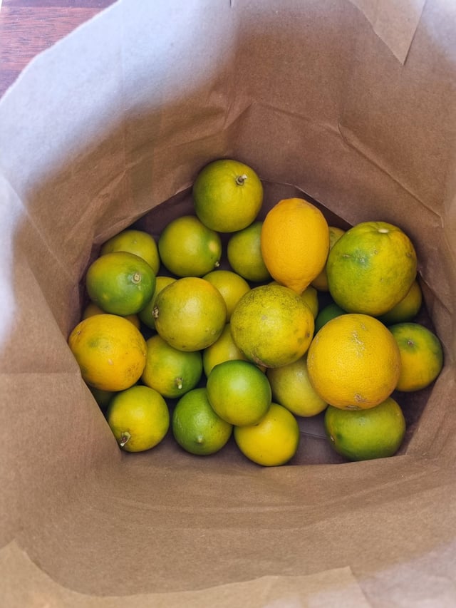 Did I pick these lemons too early?