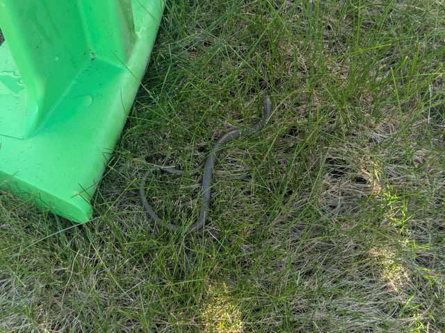 My slow worm is back, with friends!